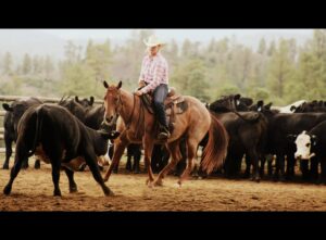 CO Cow Camp